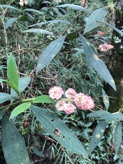 Miconia melastomoides