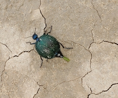 Cysteodemus wislizeni