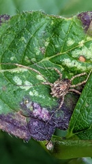 Paroligolophus agrestis