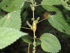 Neolasioptera boehmeriae