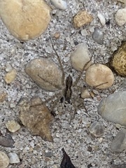 Pardosa
