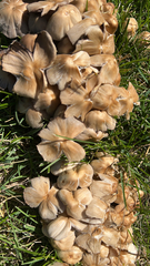 Candolleomyces candolleanus