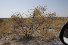 Vachellia nebrownii