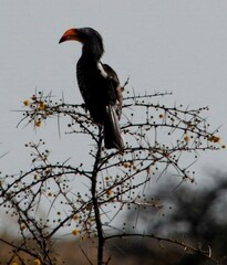 Tockus leucomelas leucomelas