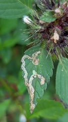 Liriomyza eupatorii