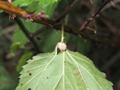 Neolasioptera farinosa