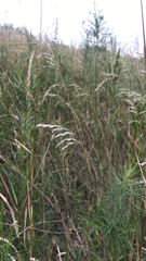 Arrhenatherum elatius