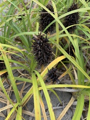 Carex macrocephala