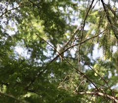 Vireo gilvus