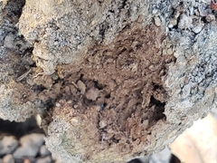 Pisolithus tinctorius