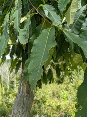 Castanea