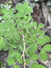 Rosa gymnocarpa