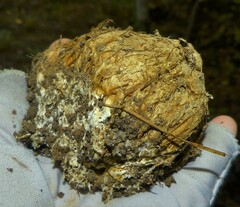 Scleroderma polyrhizum