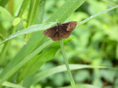 Pyrginae