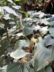 Maianthemum dilatatum