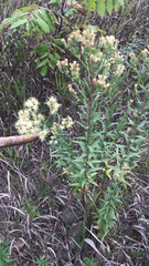 Brickellia eupatorioides