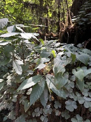 Maianthemum dilatatum