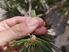 Pinus albicaulis
