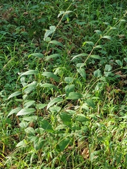 Vincetoxicum hirundinaria