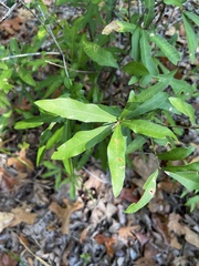 Quercus phellos