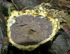 Scleroderma polyrhizum