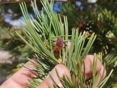 Pinus albicaulis