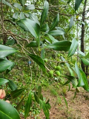 Cartrema americana