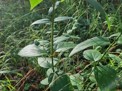 Vincetoxicum hirundinaria