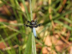 Palpopleura portia