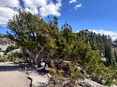 Pinus albicaulis