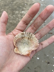 Argopecten ventricosus
