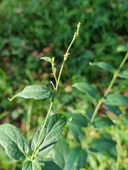 Vincetoxicum hirundinaria