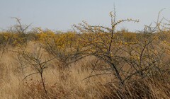 Vachellia nebrownii