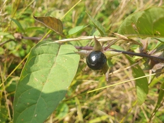 Atropa belladonna