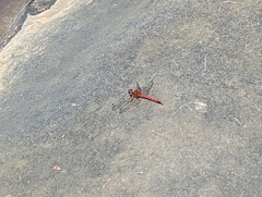 Sympetrum vicinum