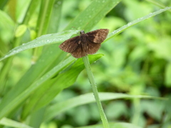 Pyrginae