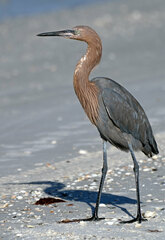 Egretta rufescens