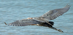 Egretta rufescens