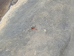 Sympetrum vicinum