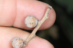 Burnettweldia washingtonensis