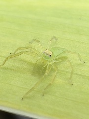 Lyssomanes viridis