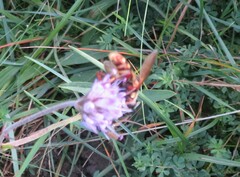 Sericomyia silentis