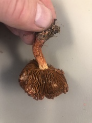 Cortinarius bolaris