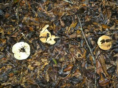Lactifluus hygrophoroides