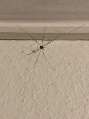 Dicranopalpus ramosus