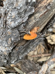 Phyllotopsis nidulans