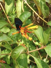 Eumaeus atala