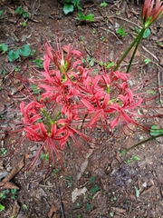Lycoris radiata