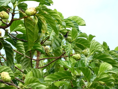 Battus polydamas