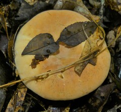 Lactifluus hygrophoroides